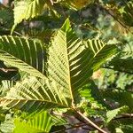 Carpinus japonica Leaf