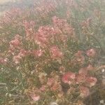 Anabasis articulata Flower