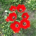 Tulipa raddii Floare