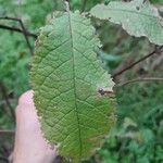 Prunus padusLeaf