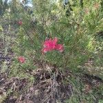 Grevillea rosmarinifolia Blomma