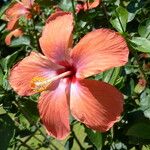 Hibiscus spp. Flower