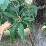 Lophostemon confertus Leaf