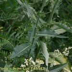 Lactuca quercina Natur