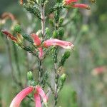 Erica discolor Flor
