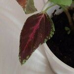 Coleus scutellarioidesHoja