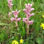 Orobanche caryophyllacea Blomst