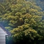 Podocarpus totara Leaf