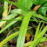 Allium subhirsutum Leaf