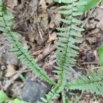 Asplenium platyneuron Leaf