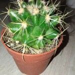 Mammillaria longimammaഇല