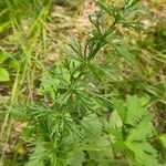 Dichoropetalum carvifolia Blatt