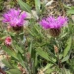 Centaurea uniflora Habit