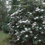 Rhododendron morii Habitus