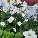 Anemone x hybrida 花