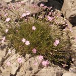 Dianthus subacaulis Habitus