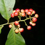 Ardisia guianensis Fruto