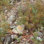 Helianthemum ledifolium Natur