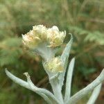 Pseudognaphalium undulatum Flower