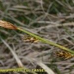 Carex brevicollis Flower
