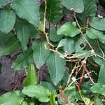 Fallopia baldschuanica 葉