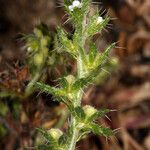 Pectocarya setosa বাকল