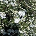 Exochorda × macrantha Flower