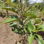 Croton dichogamus Leaf