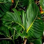 Palicourea rigida Leaf