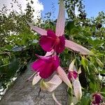 Fuchsia magellanica Flor