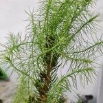 Picea laxa Folha