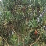 Cordyline australis Blad