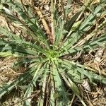 Plantago coronopus Blad