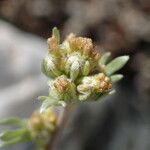 Artemisia umbelliformis Blomma