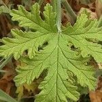 Pelargonium odoratissimum Frunză