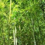 Phyllostachys viridiglaucescens ഇല