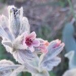 Pardoglossum cheirifolium Flower