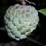 Annona squamosa Vrucht