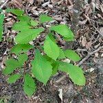 Quercus michauxii Leaf