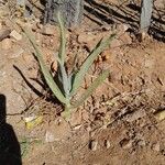 Dudleya densiflora Hoja