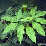 Arisaema serratum Leaf