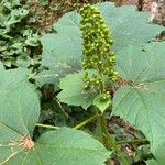 Oplopanax horridus Flower