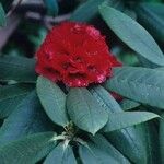 Rhododendron barbatum Flor