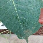 Ficus religiosa Leaf