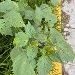 Physalis pubescens Blatt