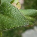 Draba nemorosa Blatt