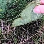 Arctopus echinatus Leaf