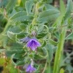 Echium vulgare Квітка