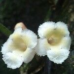 Paradrymonia ciliosa Flower