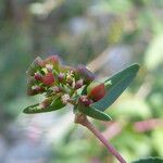 Euphorbia nutans Φρούτο